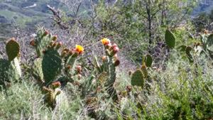 Aliso And Wood Canyons Wilderness 3